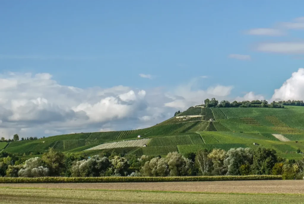 KFZ Gutachter in Neckarsulm, Blick auf die Weinberge